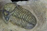 Gerastos Trilobite Fossil - Foum Zguid, Morocco #126316-5